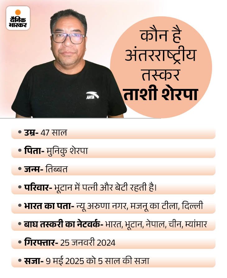 4 देशों का वांटेड चीनी तस्कर शेरपा कैसे पकड़ाया:  तिब्बत से ऑर्डर देकर एमपी में बाघों का शिकार कराता था; दार्जिलिंग में मिला था – Madhya Pradesh News