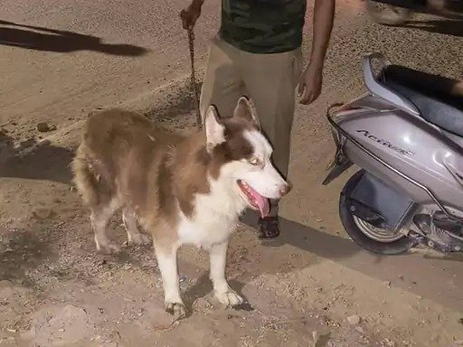 पटना नगर निगम बोर्ड की मीटिंग में फटे कुर्ते, VIDEO:  मेयर समर्थक पार्षदों और विरोधियों के बीच हुआ हंगामा; जमकर हुई नारेबाजी – Patna News