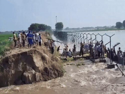 37 साल बाद पंजाब में बाढ़ से ऐसी तबाही:  डेढ़ लाख एकड़ फसलें डूबीं, 250 गांवों के लोग-360 जवान फंसे; नहीं पहुंच रही राहत – Amritsar News