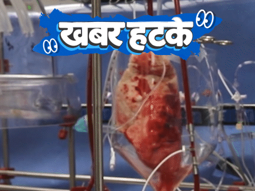 खबर हटके- सूअर के फेफड़े से इंसान पर एक्सपेरिमेंट:  मधुमक्खियों से AI को ट्रेनिंग दिलाने की तैयारी; जानिए ऐसी ही 5 रोचक खबरें