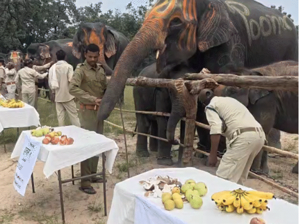 MP में हाथियों का स्पा, मसाज के साथ मेकअप भी:  सात दिन काम नहीं सिर्फ आराम; मेडिकल चेकअप के बाद मिलती हैं शहद लगी रोटियां – Umaria News