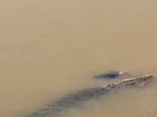 ओडिशा में महिला को खींचकर नदी में ले गया मगरमच्छ:  आसपास के लोग मदद को पहुंचे पर कुछ नहीं कर सके, वीडियो वायरल