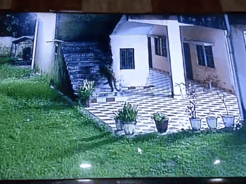 हरिद्वार मेडिकल कॉलेज में दिखा गुलदार, 200 स्टूडेंट्स को खतरा:  चौकीदार जान बचाकर छिपे, मैनेजमेंट बोला- शिकायत के बावजूद भी कार्रवाई नहीं – Haridwar News