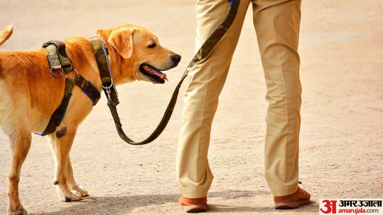 Murder Case : युवती की झाड़ी में मिली अधजली लाश, नहीं हो सकी पहचान; जांच में जुटी पुलिस