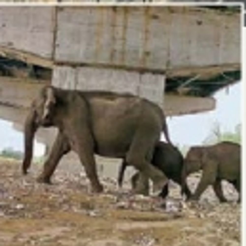 अनोखा ग्रीन कॉरिडोर; 14 अप्रैल को प्रधानमंत्री करेंगे उद्घाटन:  210 किमी लंबा दिल्ली-देहरादून एक्सप्रेसवे, 100 की रफ्तार से दौड़ेंगे वाहन, जानवर र​हेंगे सुरक्षित